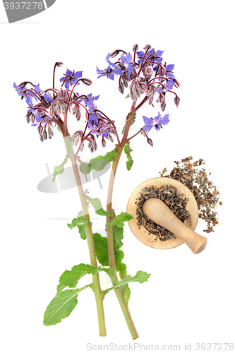 Image of Borage Starflower Herb  
