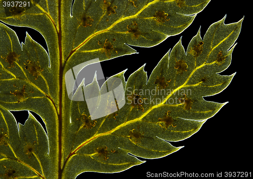 Image of Broad buckler fern (Dryopteris dilatata) frond detail