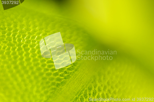 Image of Detail of moss leaf (Plagiomnium affine)