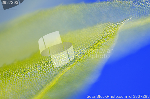 Image of Detail of moss leaf