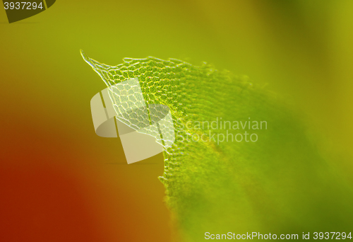 Image of Detail of moss leaf