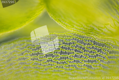 Image of Detail of peat moss leaf (Sphagnum)