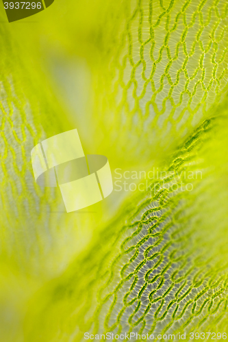 Image of Detail of peat moss leaf (Sphagnum)