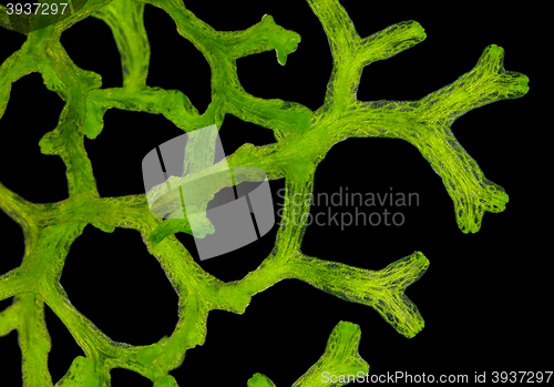 Image of Crystalwort (Riccia fluitans) thalli