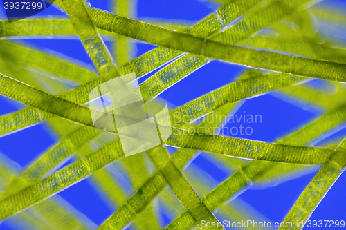 Image of Microscopic view of green algae (Spirogyra)