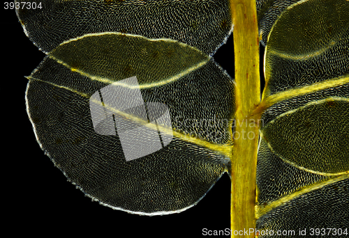 Image of Detail of moss Plagiomnium affine in polarized light