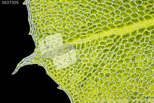 Image of Detail of moss leaf (Plagiomnium affine)