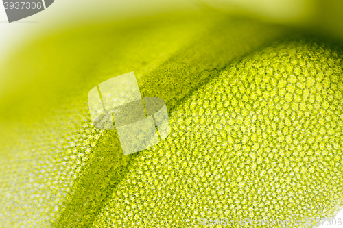 Image of Detail of moss leaf (Plagiomnium affine)