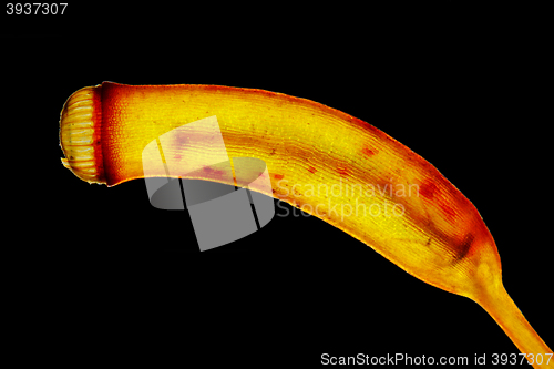 Image of Mature moss sporangium in polarized light