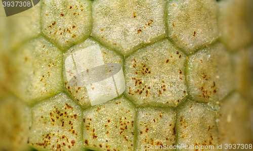 Image of Horsetail closed strobilus (sporangia) texture