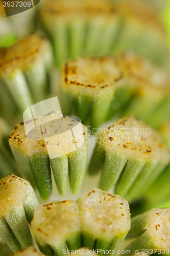 Image of Horsetail mature strobilus (sporangia)