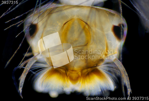 Image of Mosquito (Aedes) larva head