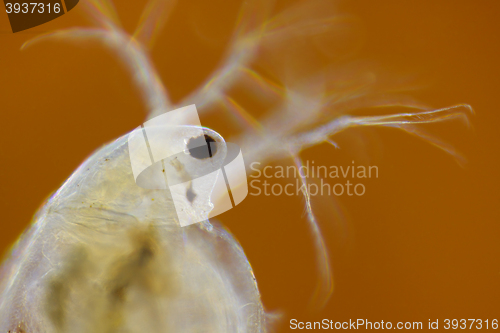 Image of Freshwater water flea (Daphnia magna)