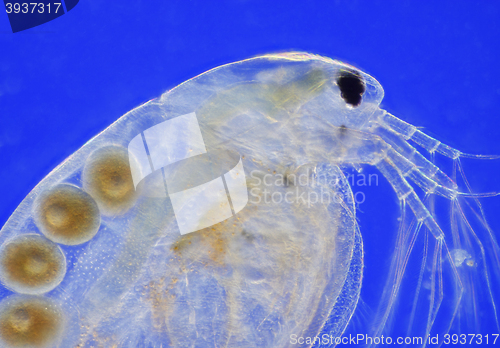 Image of Freshwater water flea (Daphnia magna)