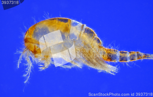 Image of Freshwater copepod (Cyclops)