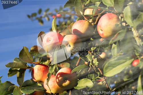 Image of Red apples and leaves