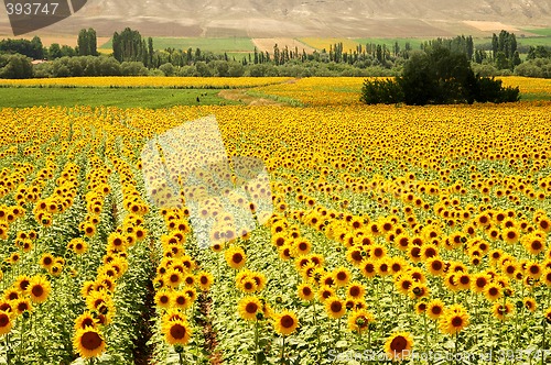 Image of Yellow Fields