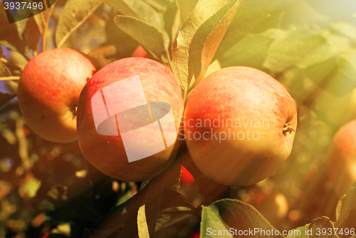Image of Red apples and leaves on blue sky