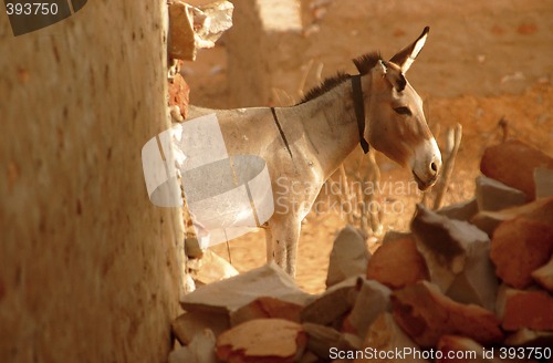 Image of Donkey