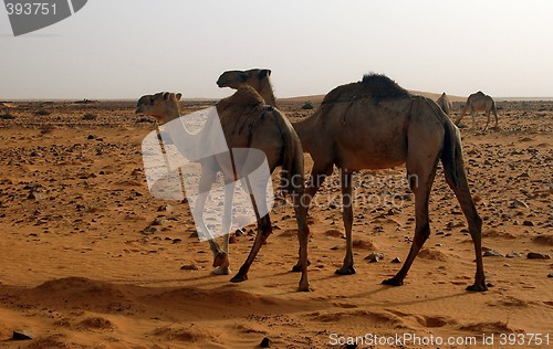 Image of Camels