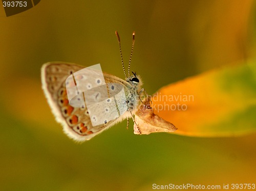 Image of Butterfly