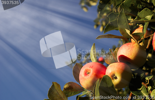 Image of Red apples and leaves on blue sky