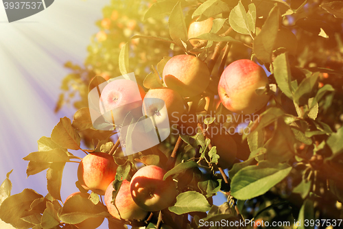 Image of Red apples and leaves 