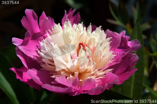 Image of Peony