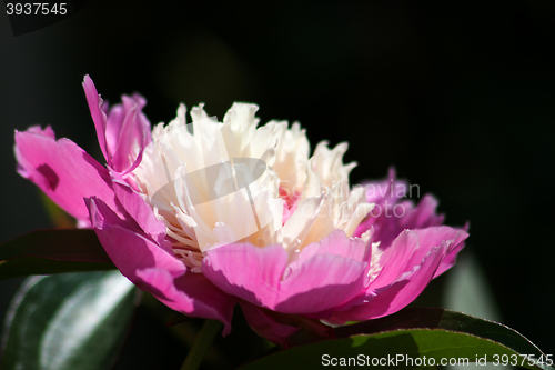 Image of Peony