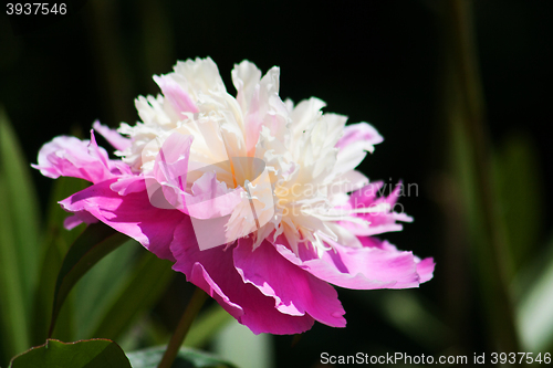 Image of Peony