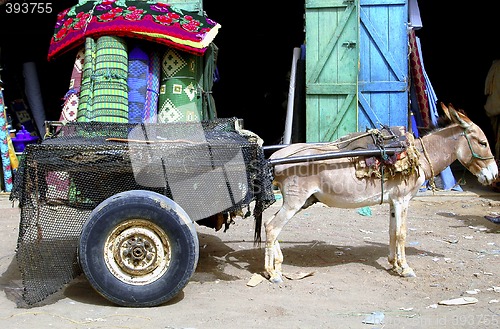 Image of Donkey