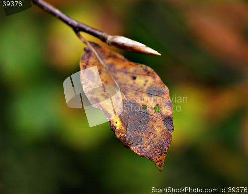 Image of Autumn Leaf