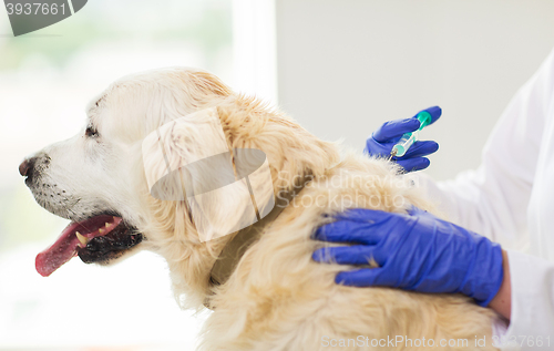 Image of close up of vet making vaccine to dog at clinic