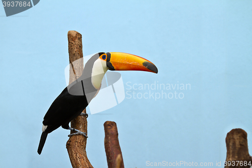 Image of channel-billed toucan