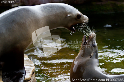 Image of Pinniped- seal 