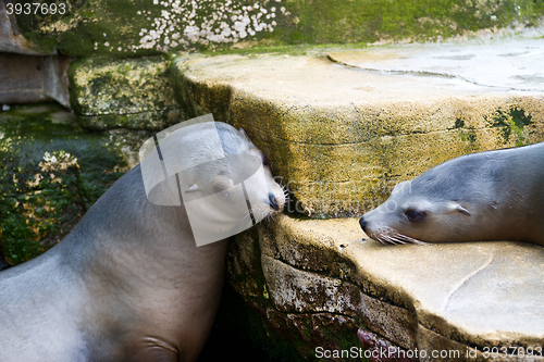 Image of Pinniped- seal 