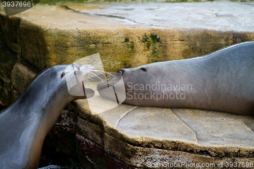 Image of Pinniped- seal 