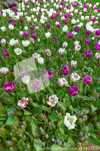 Image of Tulip field in Keukenhof Gardens, Lisse, Netherlands