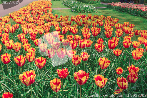 Image of Tulip field in Keukenhof Gardens, Lisse, Netherlands