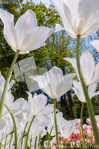 Image of Tulip field in Keukenhof Gardens, Lisse, Netherlands