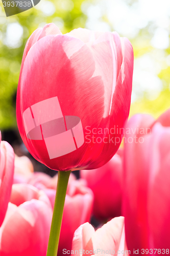 Image of Tulip field in Keukenhof Gardens, Lisse, Netherlands