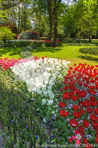 Image of Tulip field in Keukenhof Gardens, Lisse, Netherlands