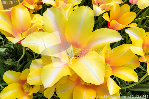 Image of Tulip field in Keukenhof Gardens, Lisse, Netherlands