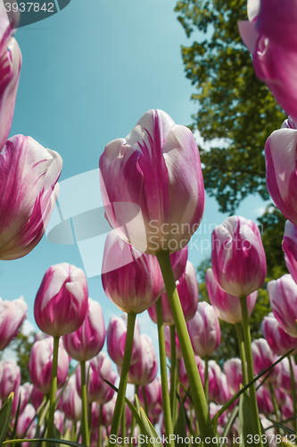 Image of Tulip field in Keukenhof Gardens, Lisse, Netherlands