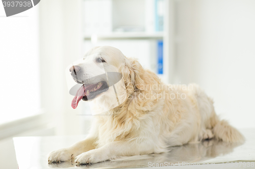 Image of close up of golden retriever dog at vet clinic