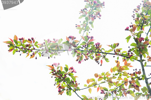 Image of close up of beautiful blooming apple tree branch