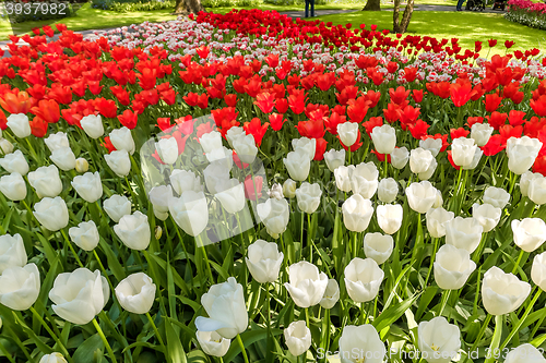 Image of Tulip field in Keukenhof Gardens, Lisse, Netherlands