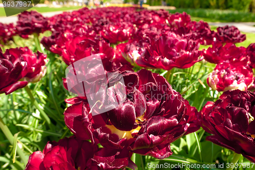 Image of Tulip field in Keukenhof Gardens, Lisse, Netherlands