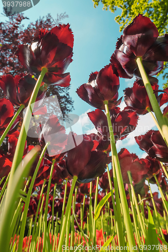 Image of Tulip field in Keukenhof Gardens, Lisse, Netherlands