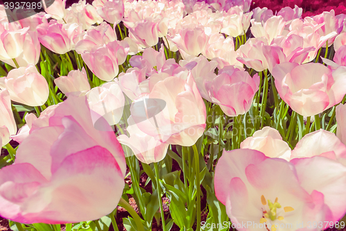 Image of Tulip field in Keukenhof Gardens, Lisse, Netherlands